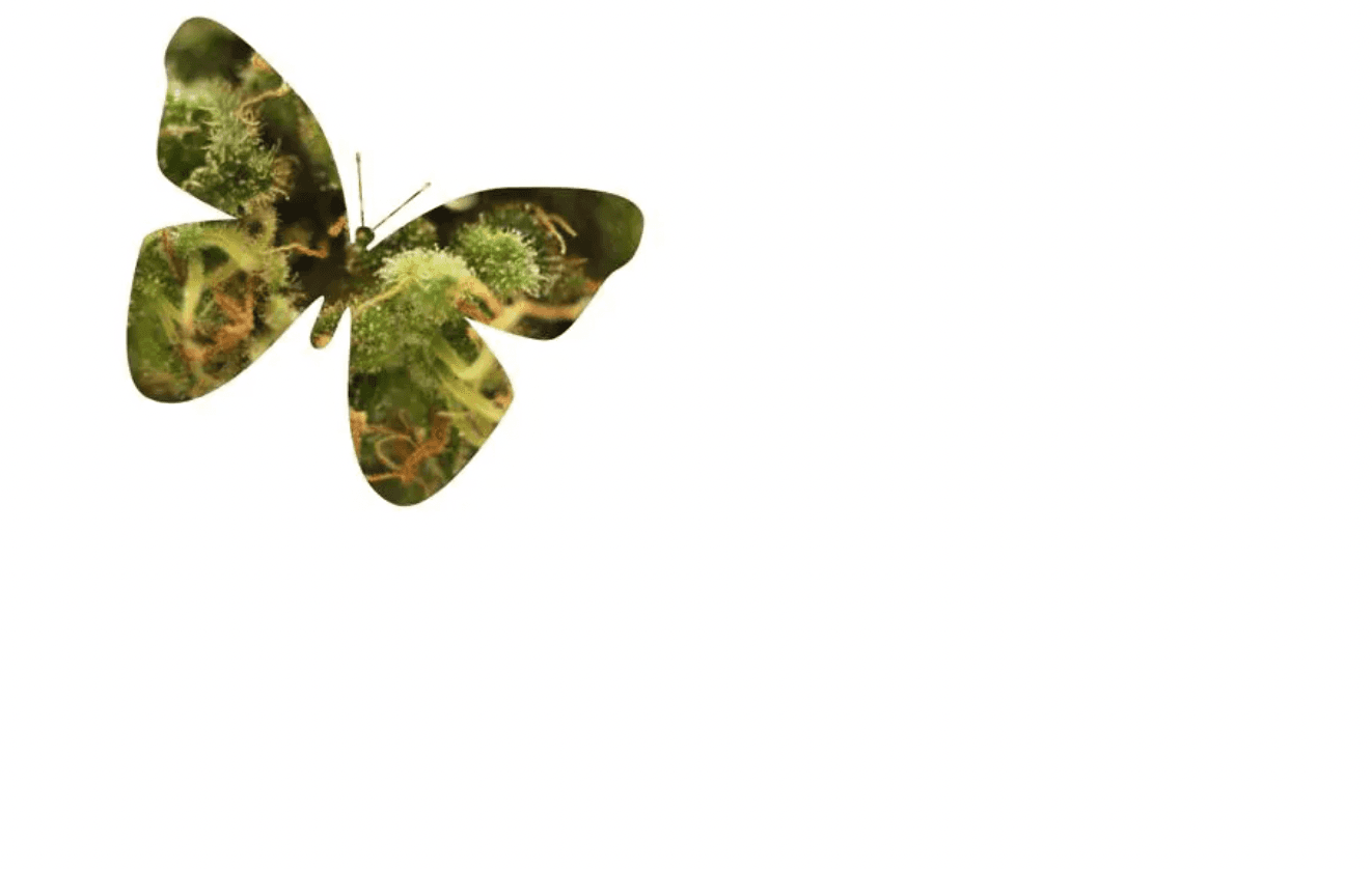 The Cannabis Industry Is Scaling With The Help Of New Technologies