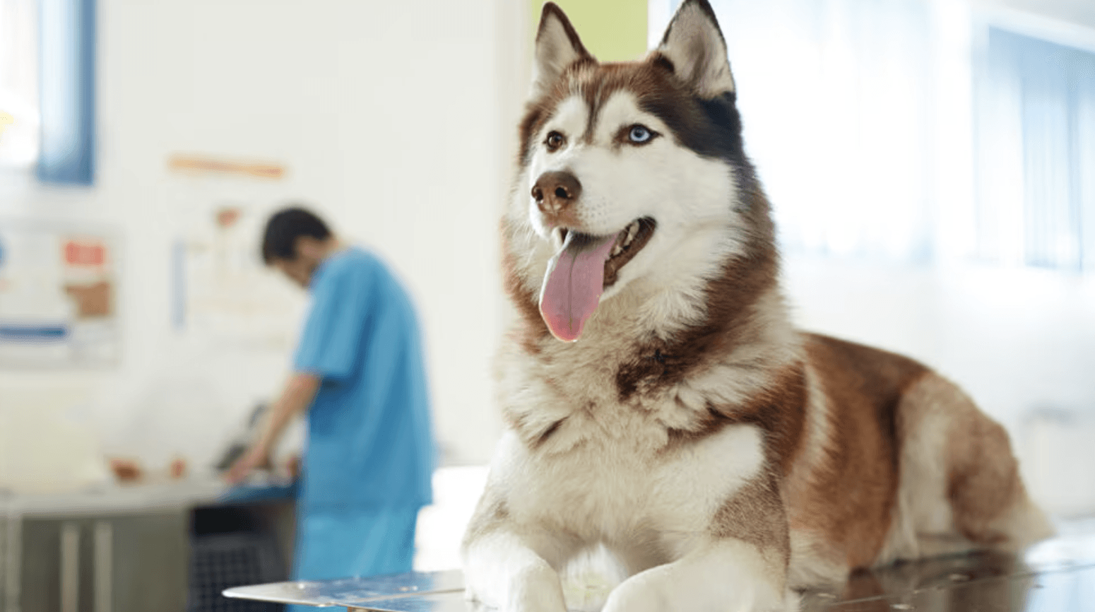 Deworming in Dogs: What To Expect and Why It’s Important