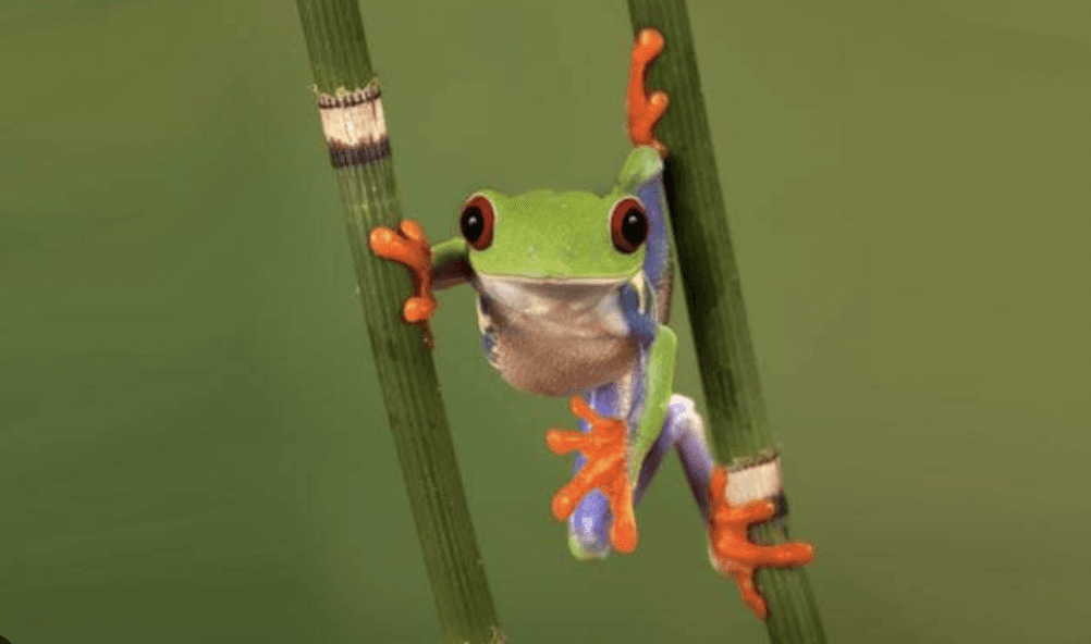 JFrog leaps, wolfs down CloudMunch