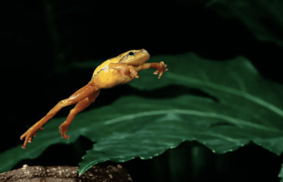 JFrog’s Valuation Leaps Above $1 Billion for Software Development