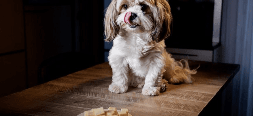 Are Dogs Lactose Intolerant?