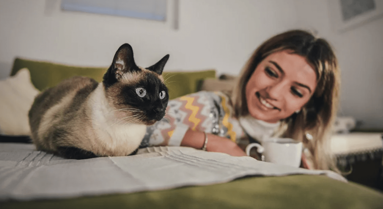 Cost of owning a cat: How much are cats and kittens per year?