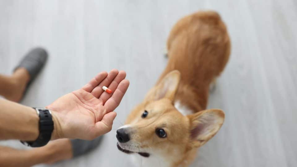 What Can I Give My Dog For Anxiety?