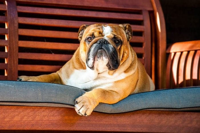13 Adorably Wrinkled Bulldog Breeds (and How to Tell Them Apart)