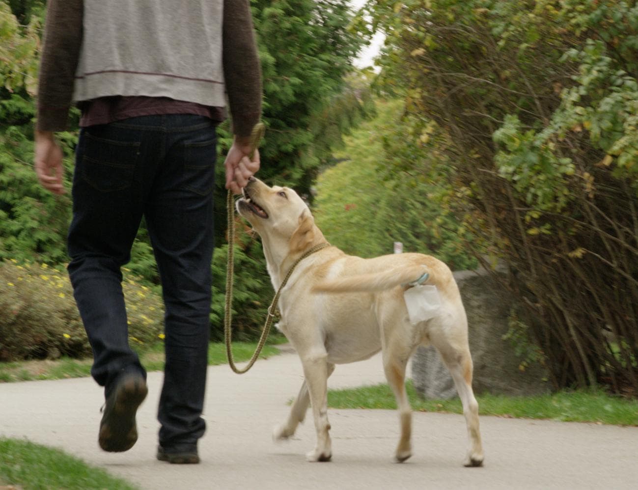 Piqapoo Hands-Free Dog Poop Collector