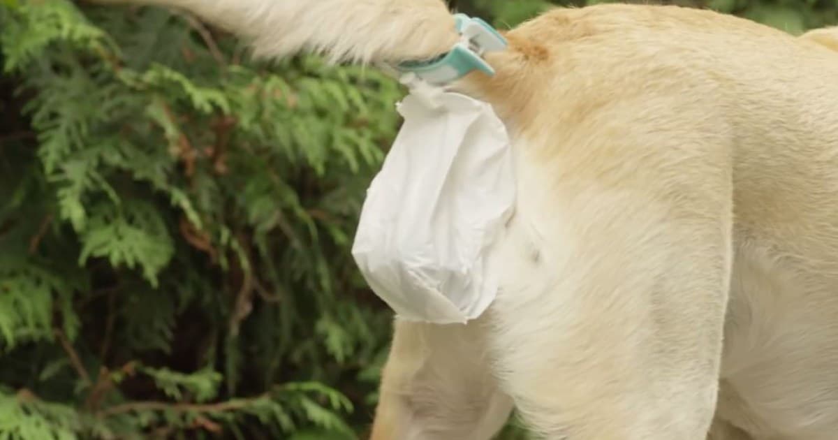 Rejoice, dog-owners: A hands-free dog poo collector now exists in the world