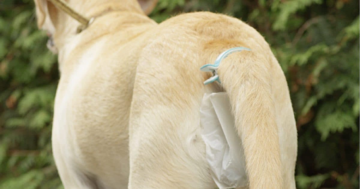 Piqapoo is the Kickstarter accessory that will collect your dog's poop