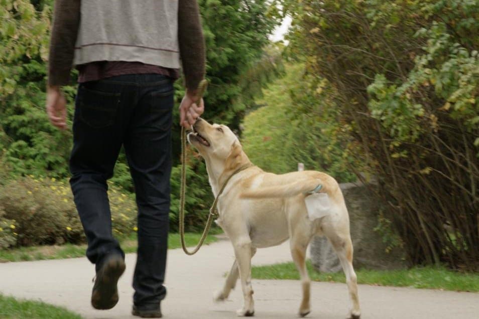 'Piqapoo' dog bag clip offers hands-free poop clean up - UPI.com