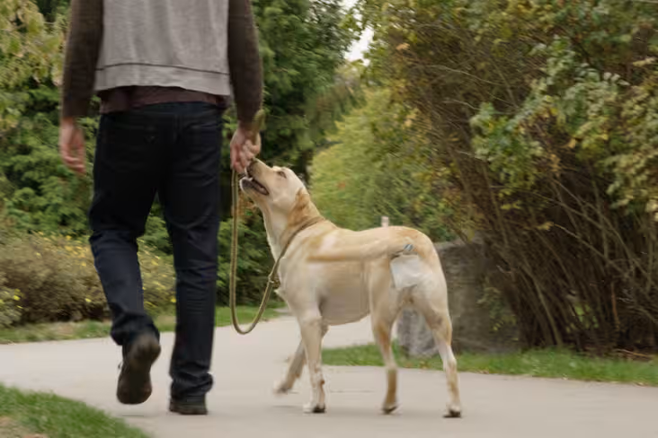 Piqapoo is a kickstarter about dog crap, because why not?