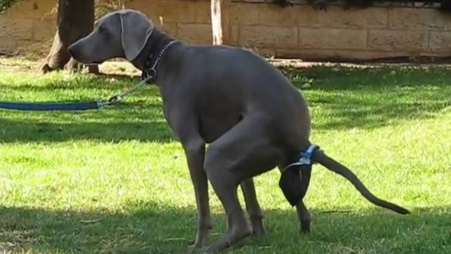 Se acabó recoger las cacas de tu perro