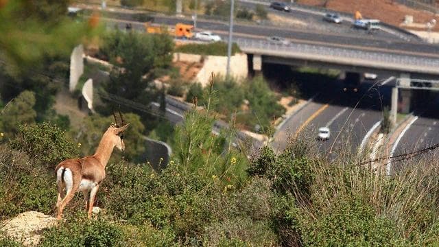 כך תסייעו ל-Waze להפחית את דריסות בעלי החיים
